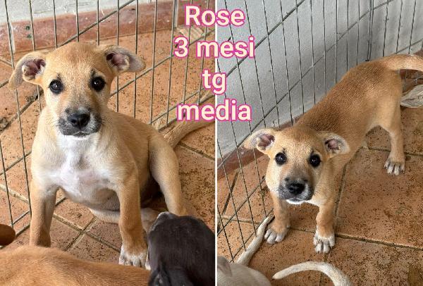 ADOTTA UN CUCCIOLO SENZA CASA  Foto 4