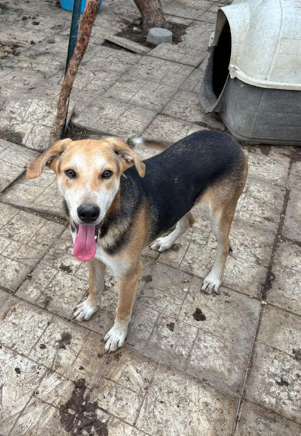 Cucciolo Invisibile E Solo