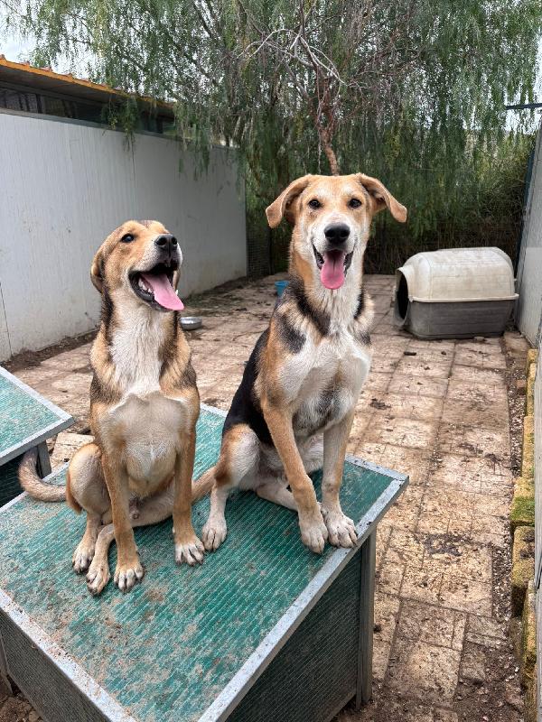 CUCCIOLO INVISIBILE E SOLO Foto 2