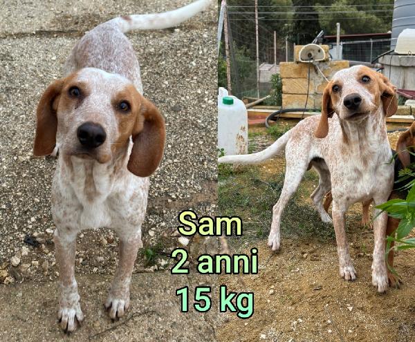 Cagnolini piccolini in adozione  Foto 3