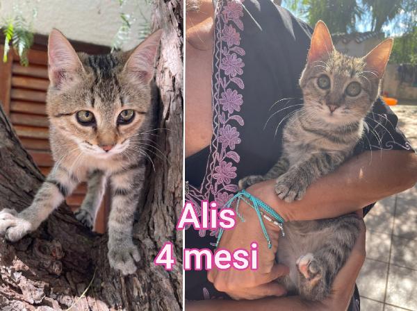 Miao! Telefona X Adottare