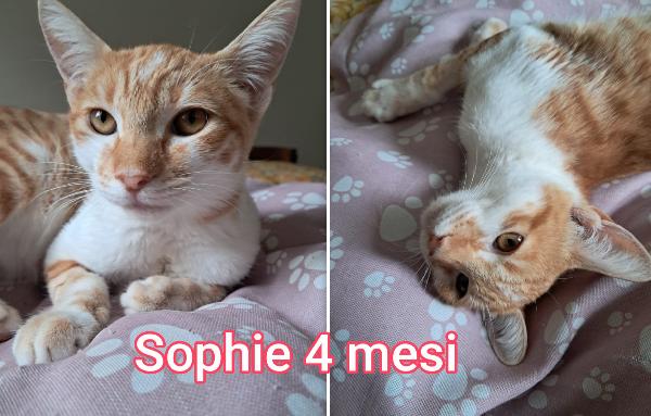 MIAO! TELEFONA X ADOTTARE Foto 2