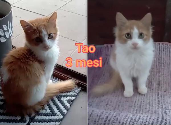 MIAO! TELEFONA X ADOTTARE Foto 7