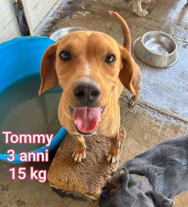 Cani Di Taglia Contenuta 