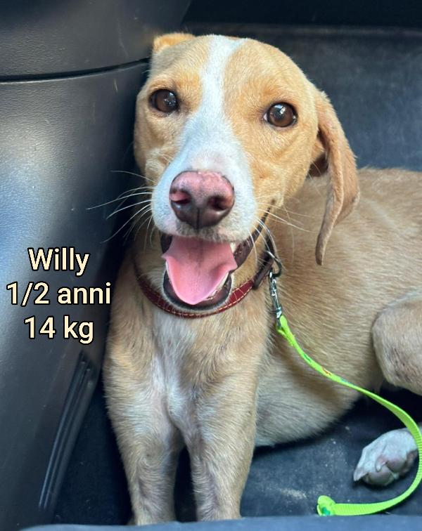 Cani di taglia contenuta  Foto 7