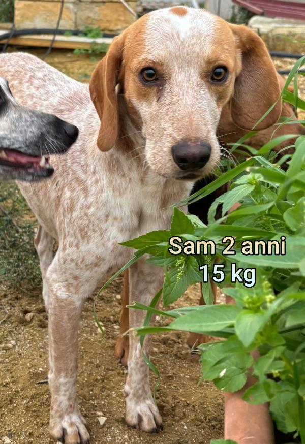 Cani di taglia contenuta  Foto 8