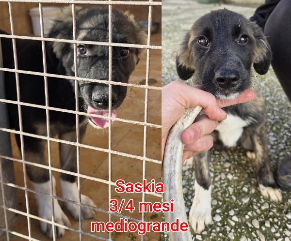 Tenerissimi cuccioli, bisognosi  Foto 4