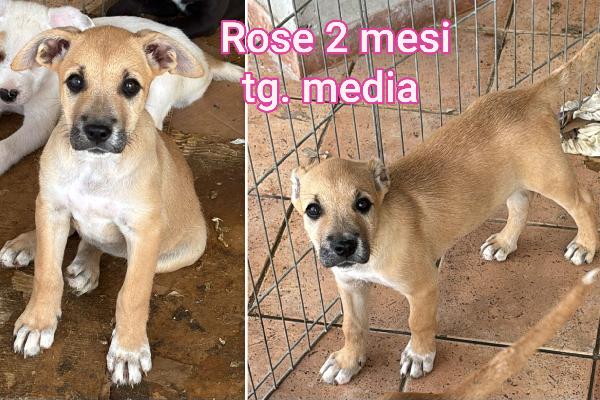 Tenerissimi cuccioli, bisognosi  Foto 8