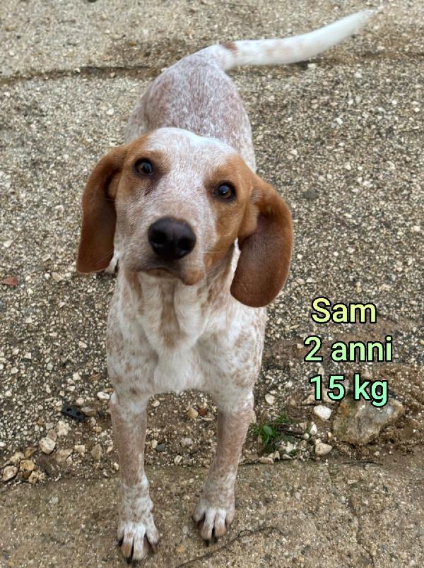 TANTI PICCOLI CAGNOLINI!!! Foto 5