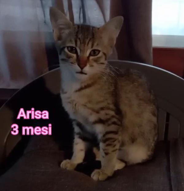 ADORABILI MICINI DA SALVARE  Foto 4