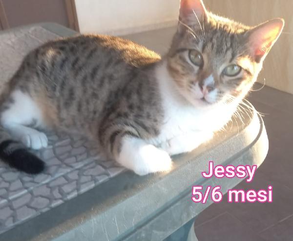 ADORABILI MICINI DA SALVARE  Foto 8