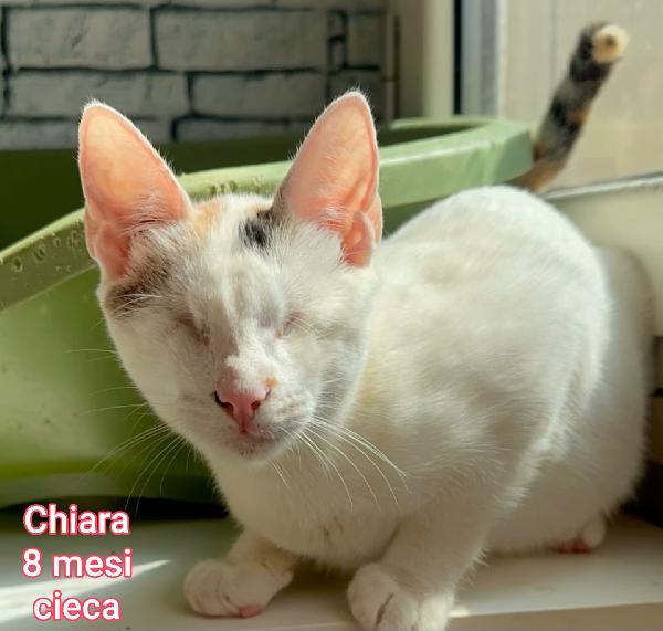 ADORABILI MICINI DA SALVARE  Foto 9