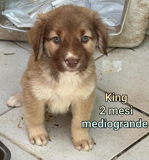 Meravigliosi Cuccioli Dai 3 Mesi