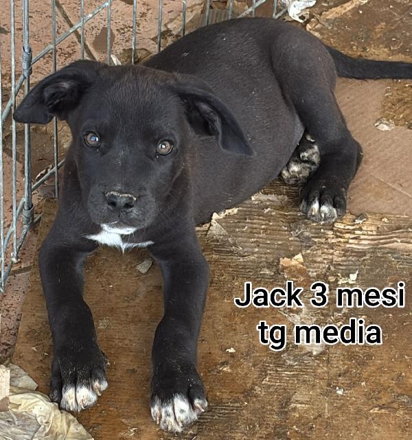 Meravigliosi cuccioli dai 3 mesi Foto 4