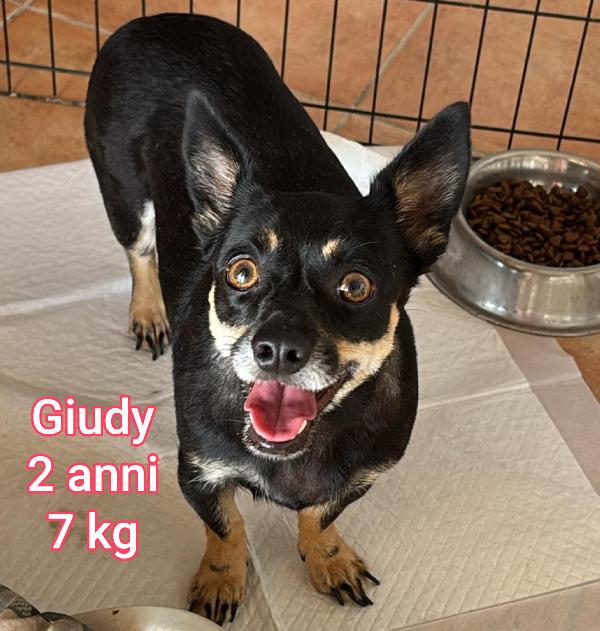 Canini Taglia Small: Adozioni