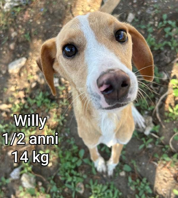 Canini taglia small: adozioni Foto 4