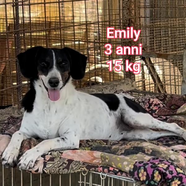 Canini taglia small: adozioni Foto 9