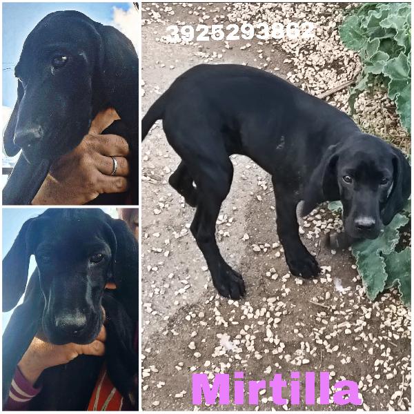 Una Dolcissima Cagnolina Cerca Casa 