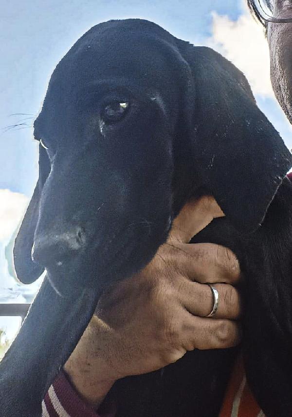 Una dolcissima cagnolina cerca casa  Foto 2