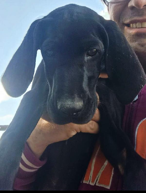 Una dolcissima cagnolina cerca casa  Foto 3