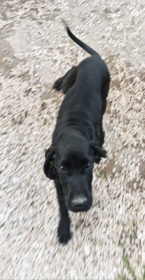 Una dolcissima cagnolina cerca casa  Foto 4