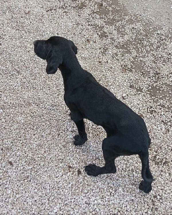 Una dolcissima cagnolina cerca casa  Foto 6