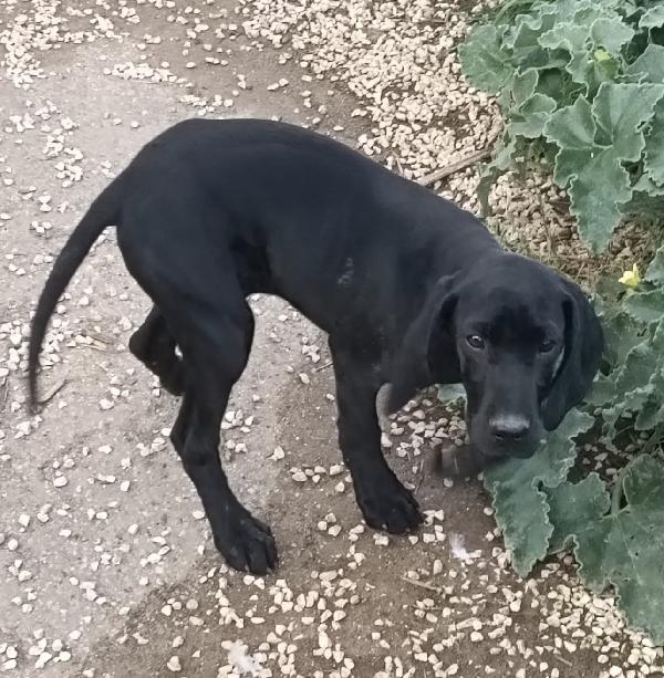 Una dolcissima cagnolina cerca casa  Foto 7