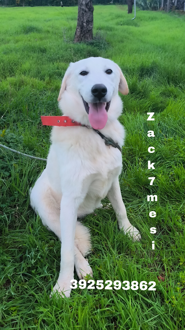 Jago e Zack cuccioloni in adozione  Foto 8