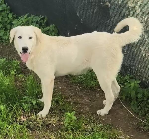 Jago e Zack cuccioloni in adozione  Foto 10