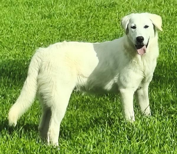 Jago e Zack cuccioloni in adozione  Foto 11