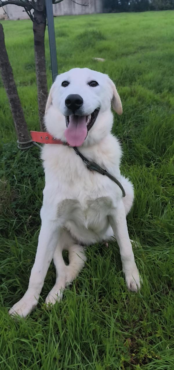 Cuccioli abbandonati cercano ancora casa  Foto 4