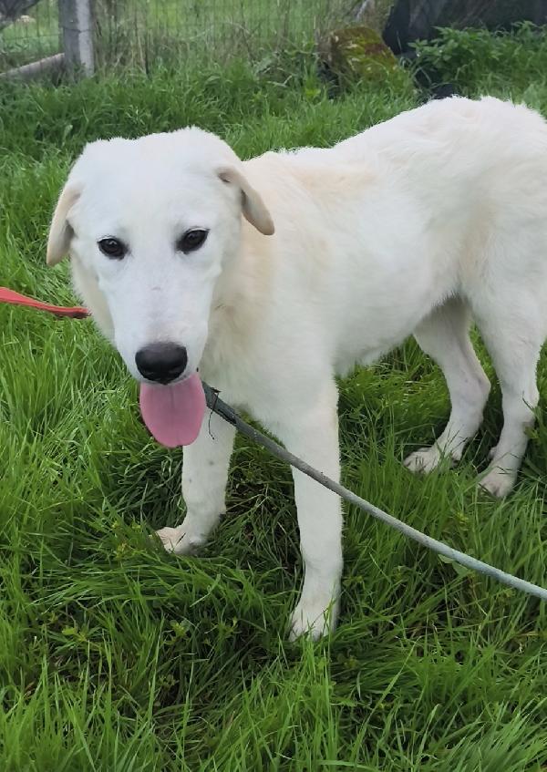 Cuccioli abbandonati cercano ancora casa  Foto 5