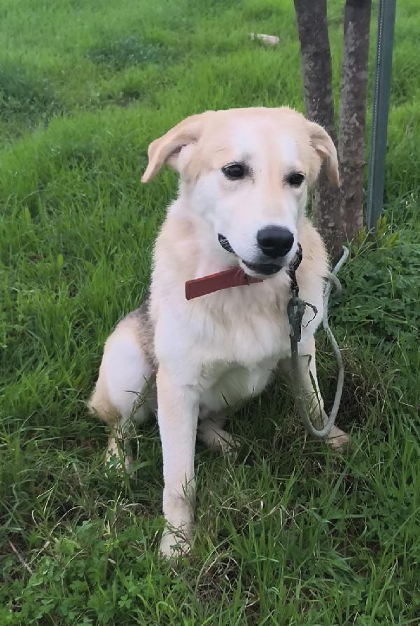 Cuccioli abbandonati cercano ancora casa  Foto 11