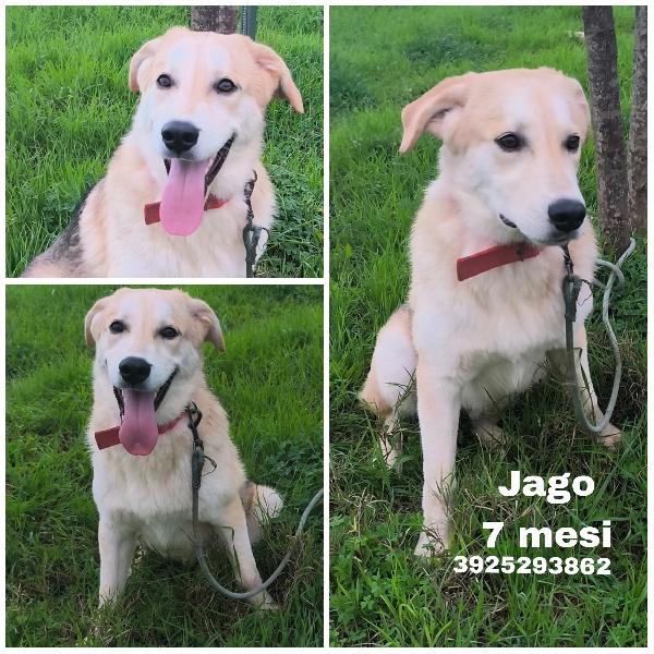 Una Famiglia Per Jago Dolce Cagnolino In Adozione