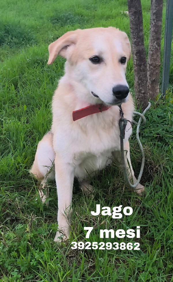 Una famiglia per Jago dolce cagnolino in adozione Foto 2