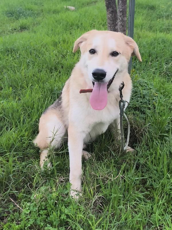 Una famiglia per Jago dolce cagnolino in adozione Foto 3