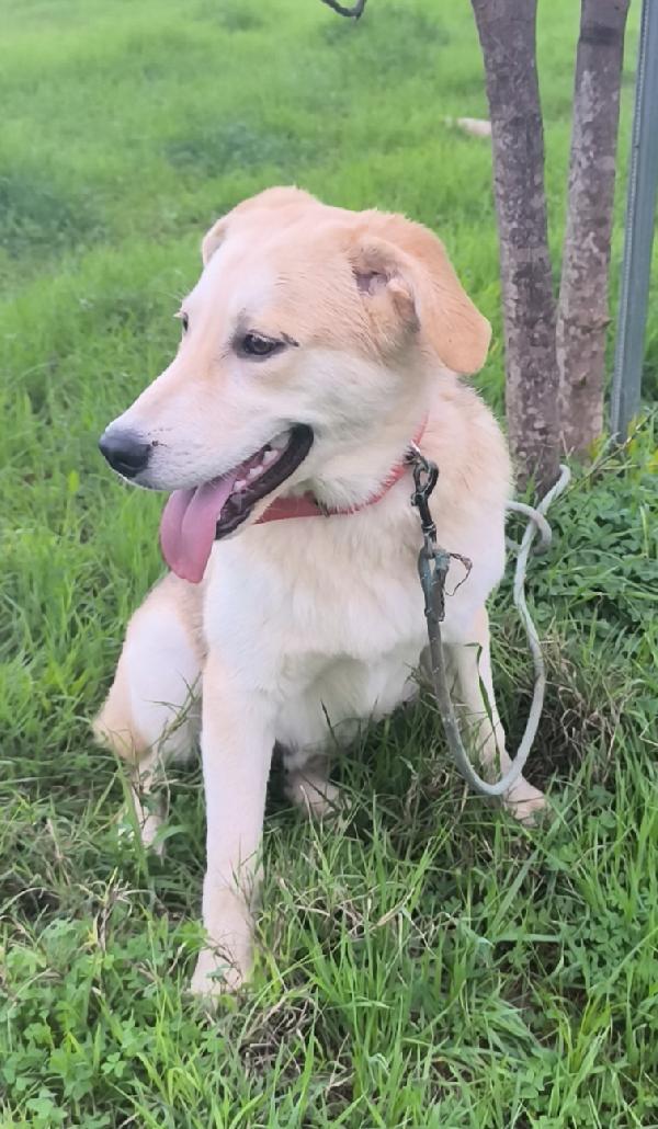 Una famiglia per Jago dolce cagnolino in adozione Foto 6