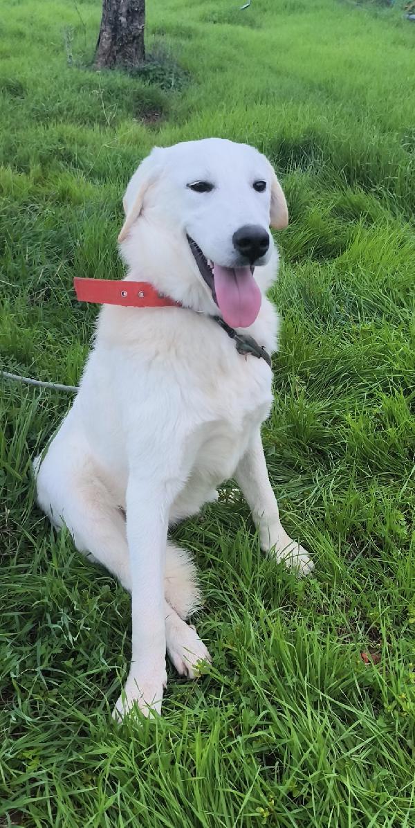 Una famiglia per Jago dolce cagnolino in adozione Foto 8