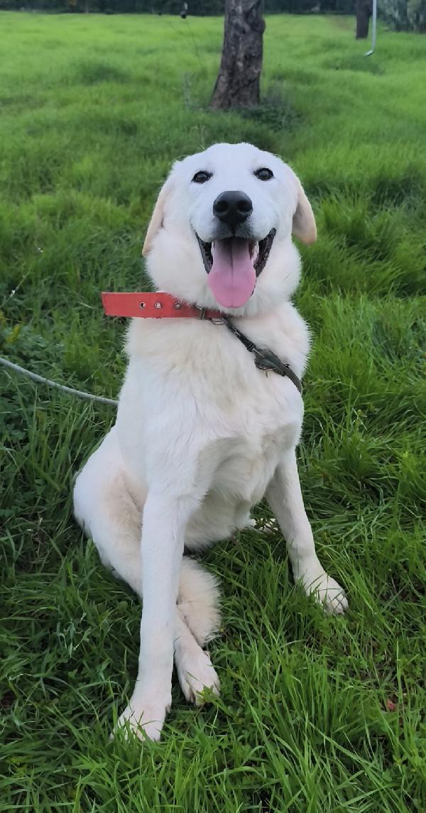 Una famiglia per Jago dolce cagnolino in adozione Foto 10