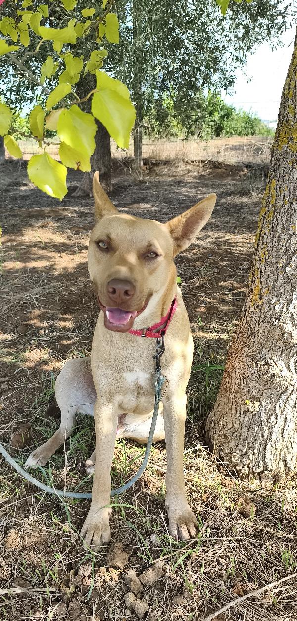 Marley un bellissimo cucciolone non riesce a trovare casa  Foto 2