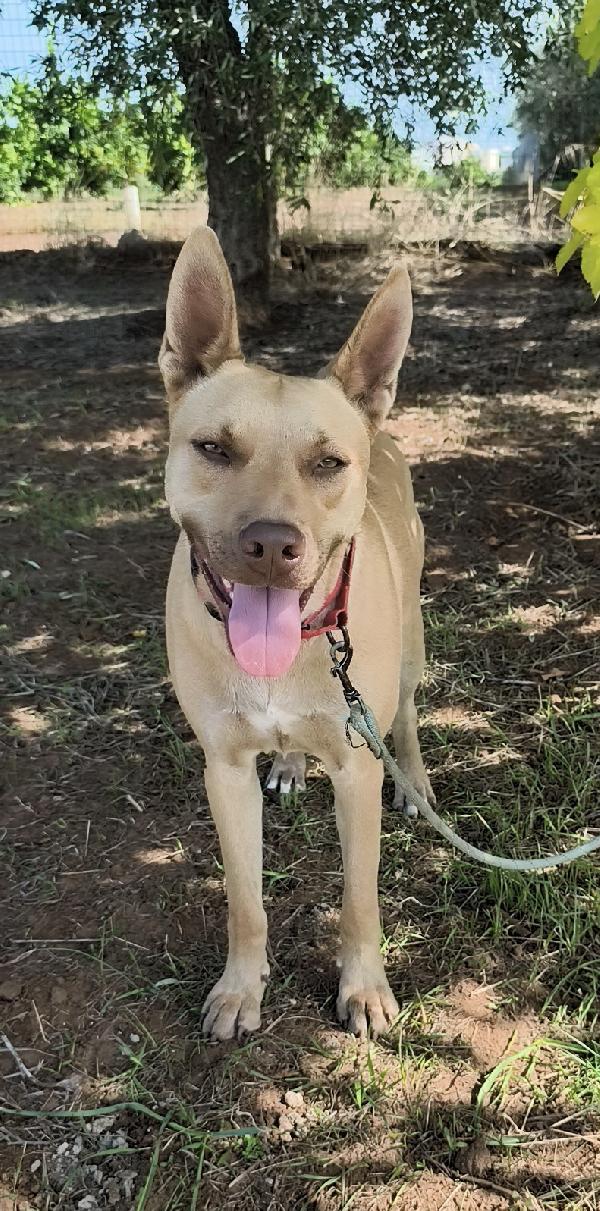 Marley un bellissimo cucciolone non riesce a trovare casa  Foto 4