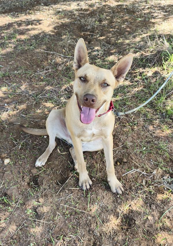 Marley un bellissimo cucciolone non riesce a trovare casa  Foto 5