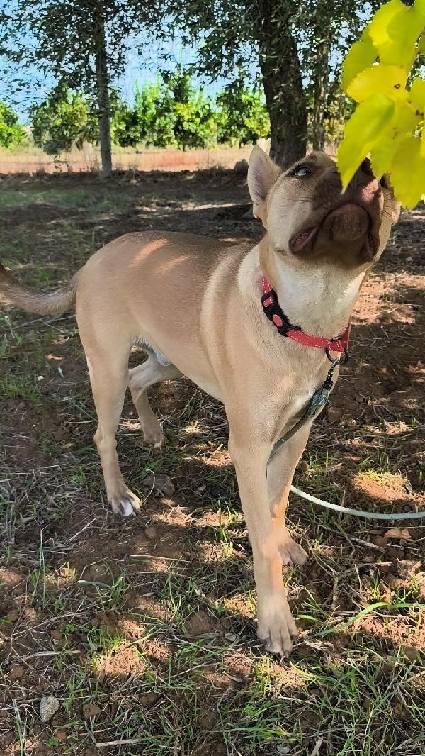 Marley un bellissimo cucciolone non riesce a trovare casa  Foto 6