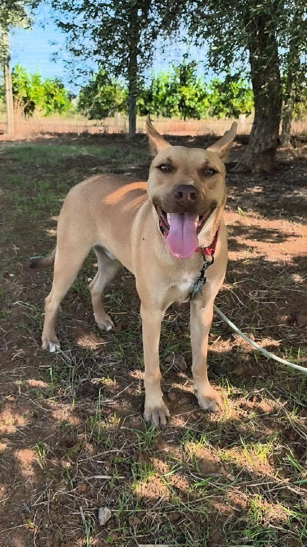 Marley un bellissimo cucciolone non riesce a trovare casa  Foto 7