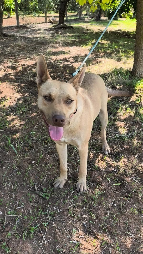 Marley un bellissimo cucciolone non riesce a trovare casa  Foto 8