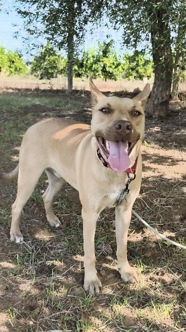 Marley un bellissimo cucciolone non riesce a trovare casa  Foto 9