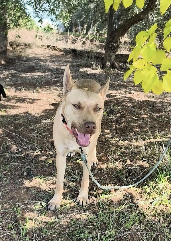 Marley un bellissimo cucciolone non riesce a trovare casa  Foto 10