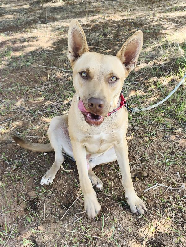 Marley un bellissimo cucciolone non riesce a trovare casa  Foto 11