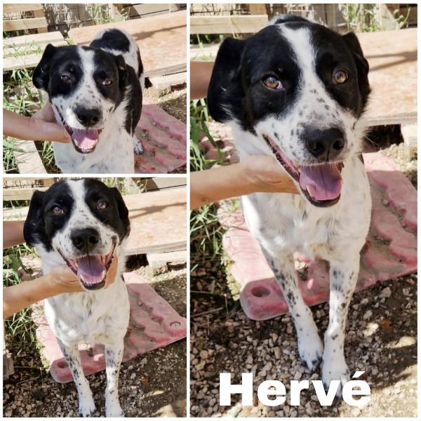 Una Famiglia Per Il Bellissimo Hervé 