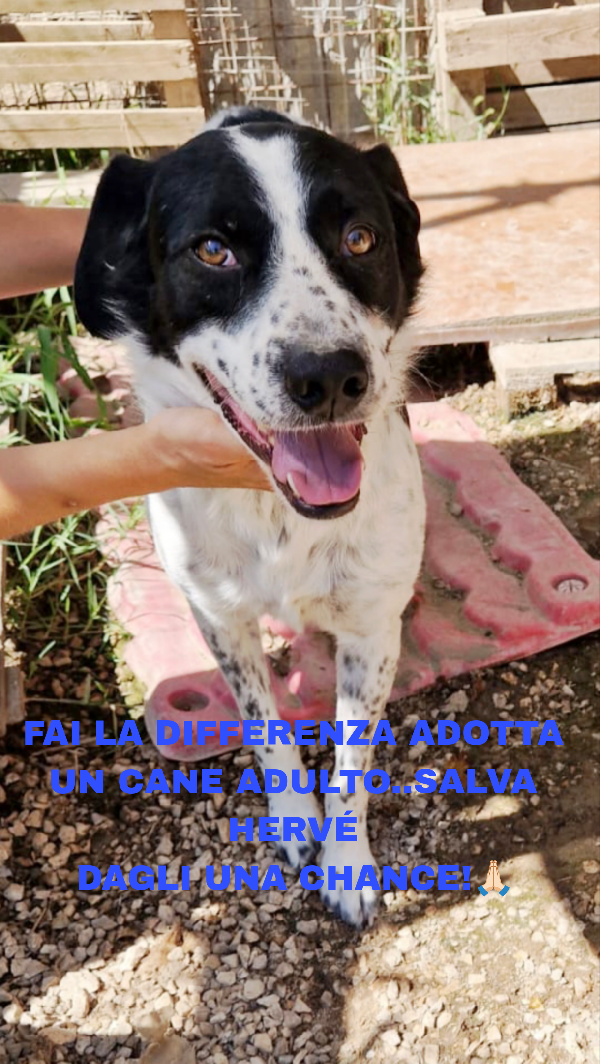 Una famiglia per il bellissimo Hervé  Foto 2